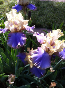 Blue iris