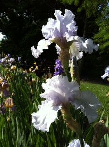 White iris